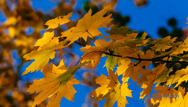 Уютные аудиокниги на осень