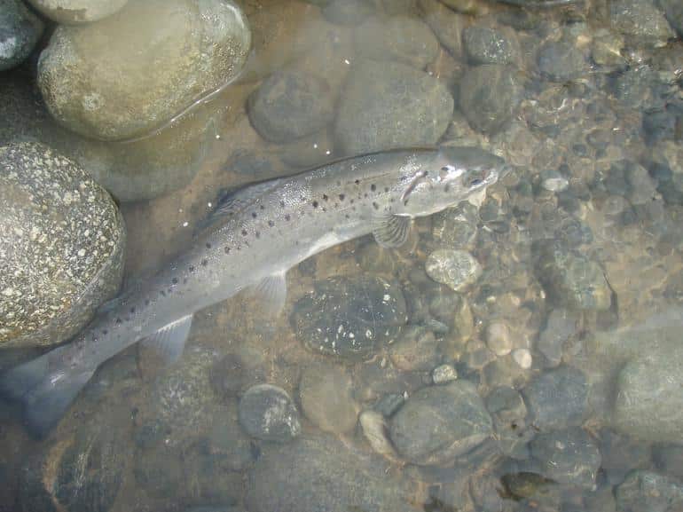 Удивительные и неожиданные функции чешуи рыбы. Фото №10