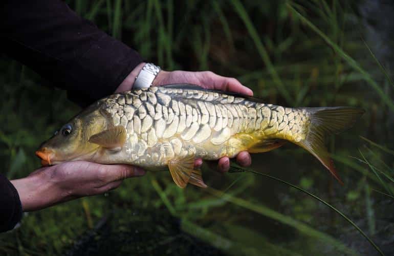 Удивительные и неожиданные функции чешуи рыбы. Фото №2