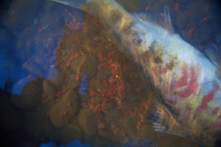 Удивительные и неожиданные функции чешуи рыбы. Фото №4