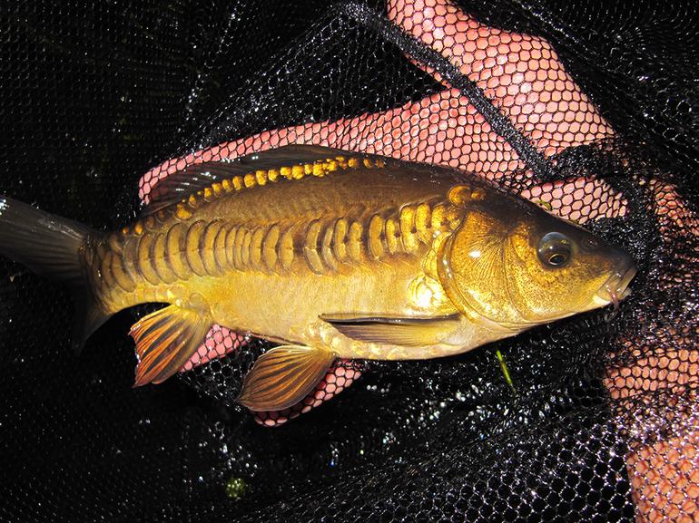 Удивительные и неожиданные функции чешуи рыбы. Фото №7