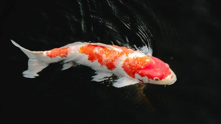 Удивительные и неожиданные функции чешуи рыбы. Фото №8