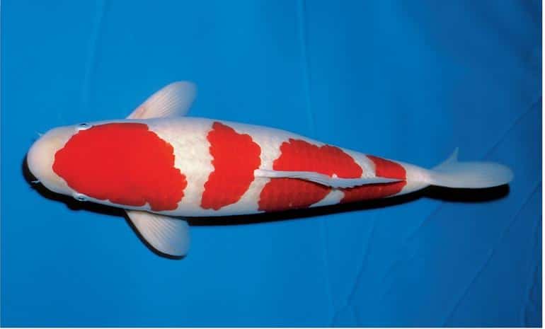 Удивительные и неожиданные функции чешуи рыбы. Фото №9